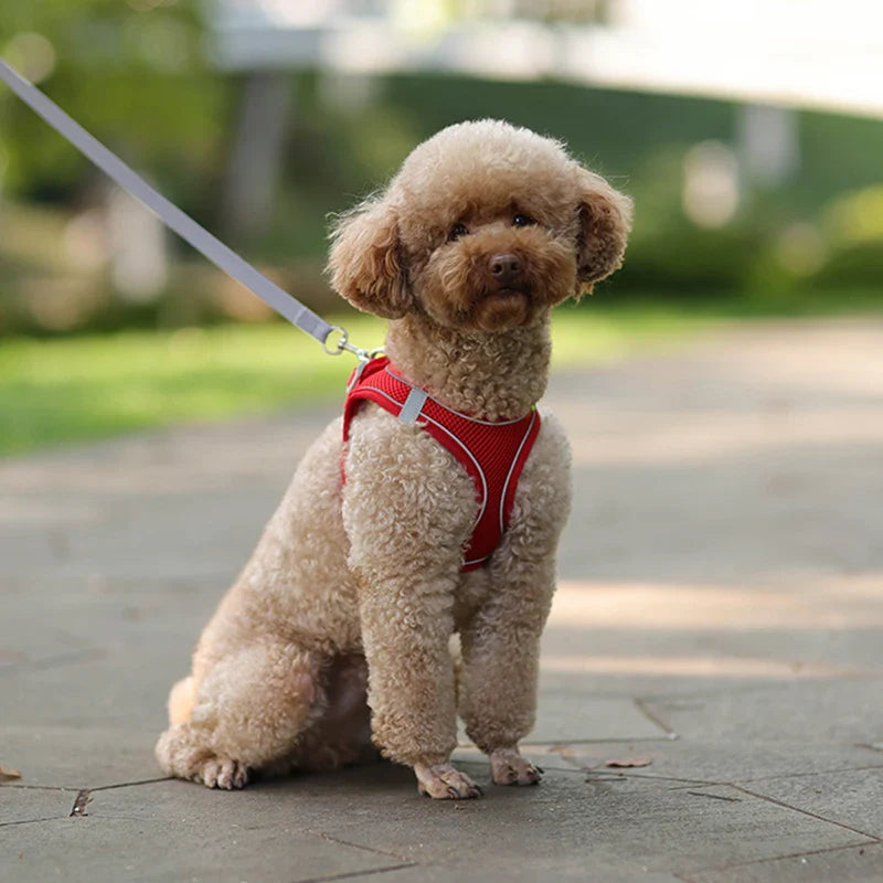 Dog Harness